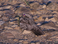 Caprimulgus europaeus