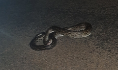 Python natalensis