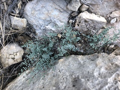 Argyrochosma microphylla