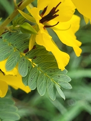 Chamaecrista fasciculata