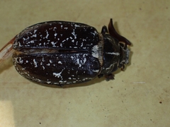 Polyphylla fullo