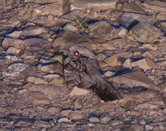 Caprimulgus europaeus