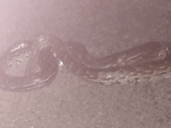 Python natalensis