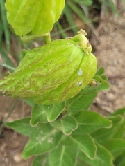 Asclepias viridis