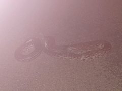 Python natalensis