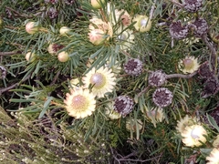 Protea scolymocephala