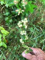 Solidago bicolor