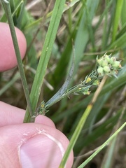 Bupleurum tenuissimum