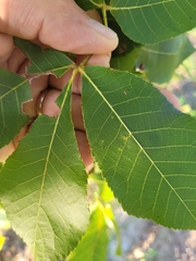 Carya texana