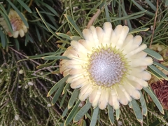 Protea scolymocephala