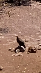 Necrosyrtes monachus