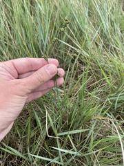 Bupleurum tenuissimum