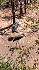 Leptoptilos crumenifer