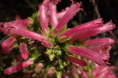 Erica curviflora
