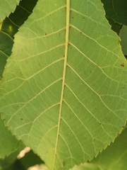 Carya texana