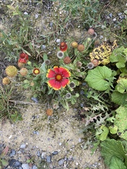Gaillardia