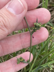 Bupleurum tenuissimum