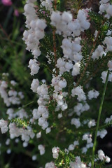 Erica glomiflora