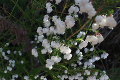 Erica glomiflora