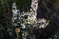 Erica glomiflora