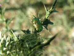 Cryptocephalus sericeus