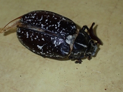 Polyphylla fullo
