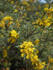 Lambertia ilicifolia