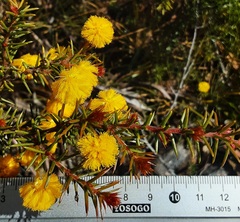 Acacia echinula