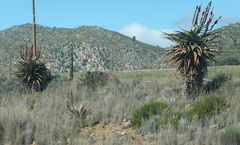 Aloe ferox