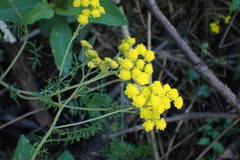 Hippia frutescens