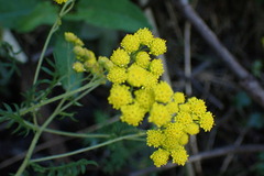 Hippia frutescens