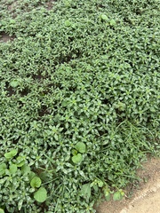 Amaranthus polygonoides