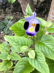 Torenia fournieri