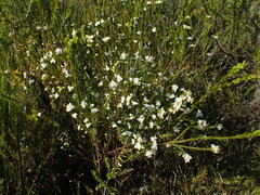 Lachnaea diosmoides