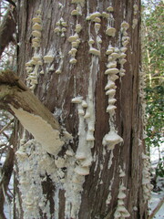 Antrodia heteromorpha