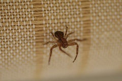 Xysticus