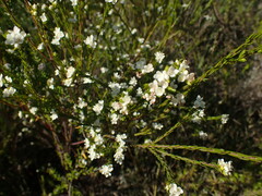 Lachnaea diosmoides