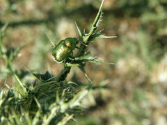 Cryptocephalus sericeus