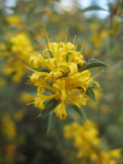 Lambertia ilicifolia