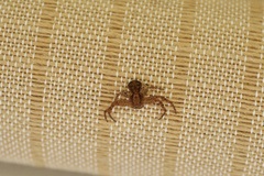 Xysticus