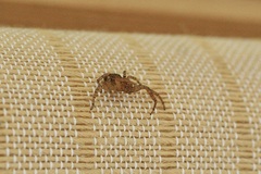 Xysticus