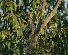 Colaptes auratus luteus