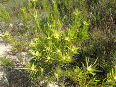 Leucadendron eucalyptifolium