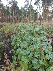 Malva verticillata