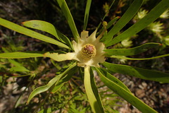 Leucadendron eucalyptifolium