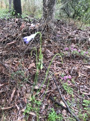 Wahlenbergia gracilis