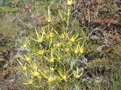 Leucadendron eucalyptifolium
