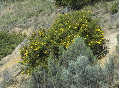 Osteospermum moniliferum