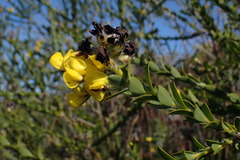 Liparia hirsuta
