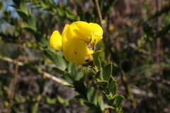 Liparia hirsuta